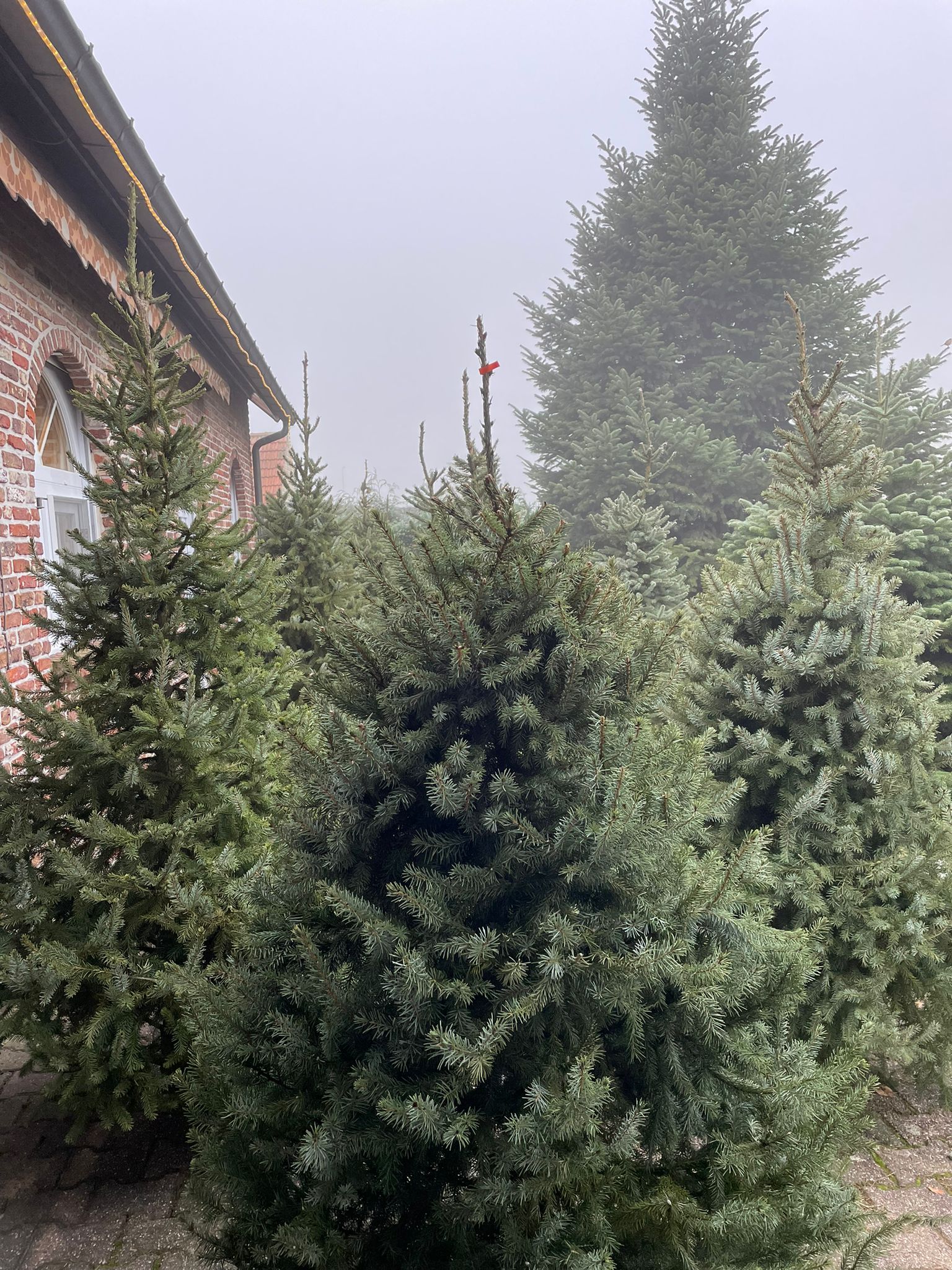 Kerstboom